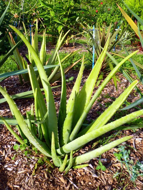 Aloe species